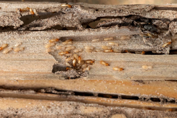 Best Commercial Pest Control Services  in Buffalo, NY